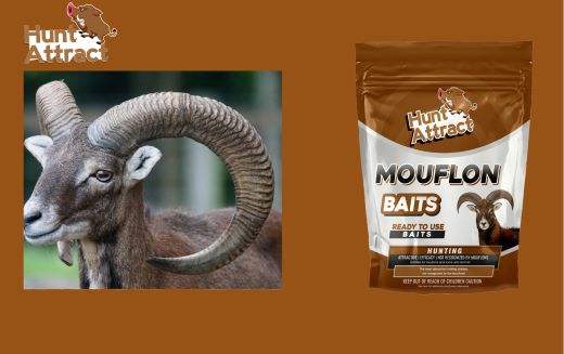 What types of attractions are most effective in attracting mouflon?