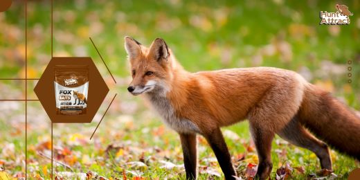 How to correctly store your fox attractant?