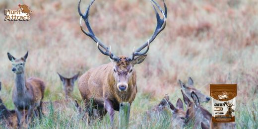 How to attract deer and roe deer?