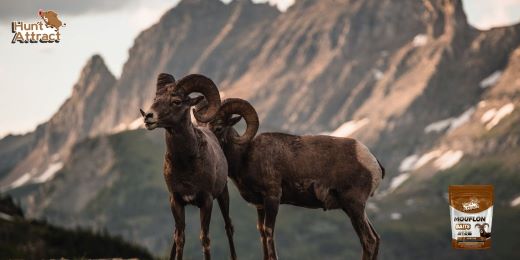 How to attract a mouflon?