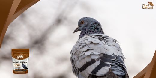 How does a pigeon attractant work?