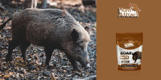 How to attract wild boars?