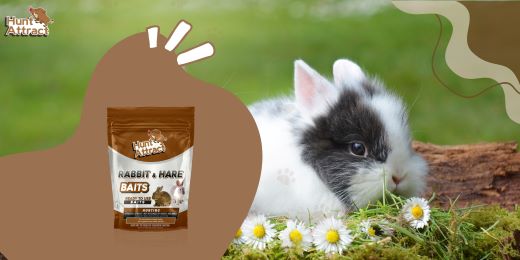 What rabbit attractant is most effective?