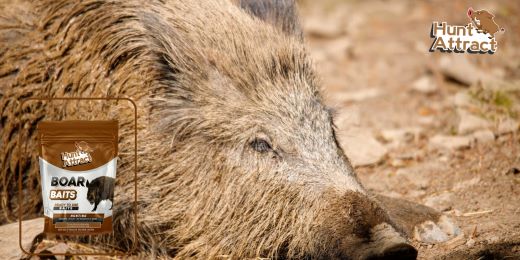 What are the benefits of using a wild boar attractant?