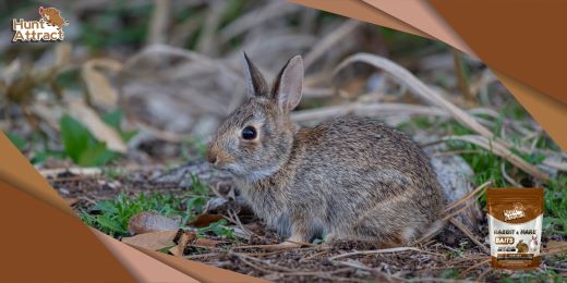 What are the key ingredients of a good rabbit attractant?