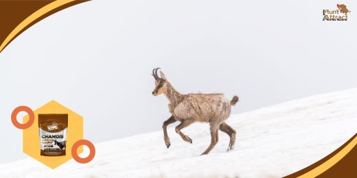 How do you know if a chamois attractant really works?