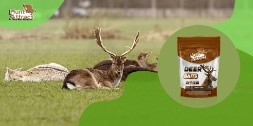 How to use a deer attractant correctly?