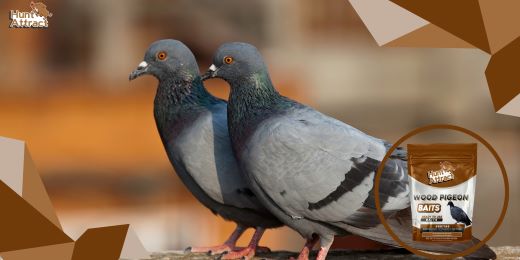 How pigeon attractants can help attract pigeons?