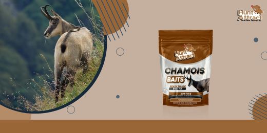 What are the key ingredients of chamois attraction?