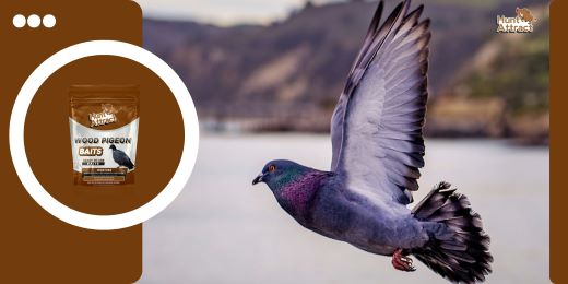 What are the benefits of using a pigeon attractant?