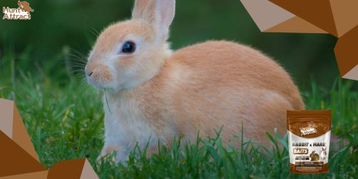 How to use rabbit attractant effectively?