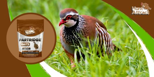 How to attract partridges?