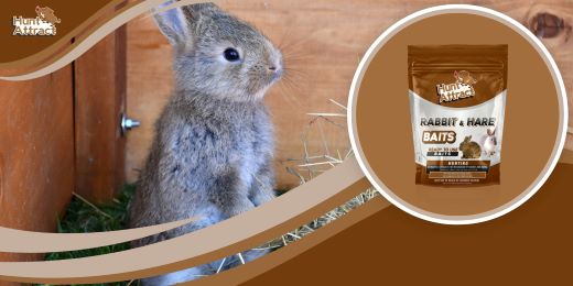 How to use a rabbit attractant correctly?