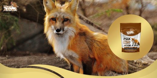 How to choose the best fox attractant?