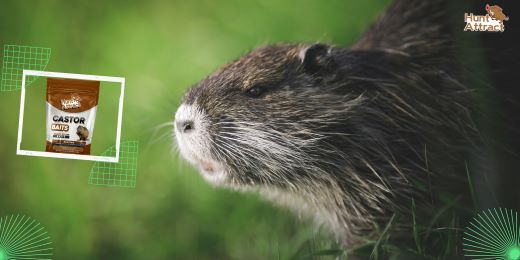 What are the benefits of using nutria attractants?