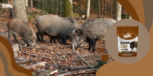 How does a wild boar attractant work?