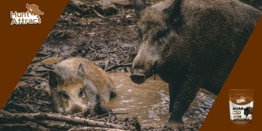 What is the best attractant for wild boars?