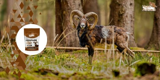 How to choose the best attractant for mouflon?