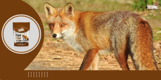 How does a fox attractant work?