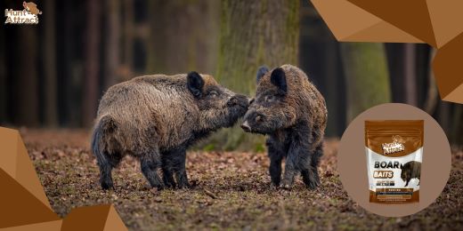 What are the experts' tips for maximizing the appeal of my wild boar attractant?