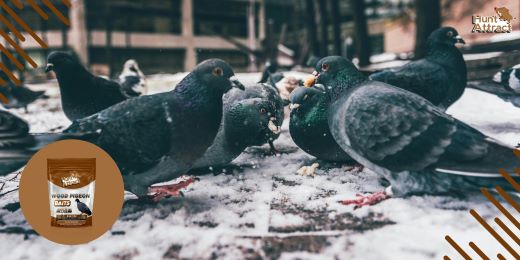 How to test the effectiveness of a pigeon attractant?