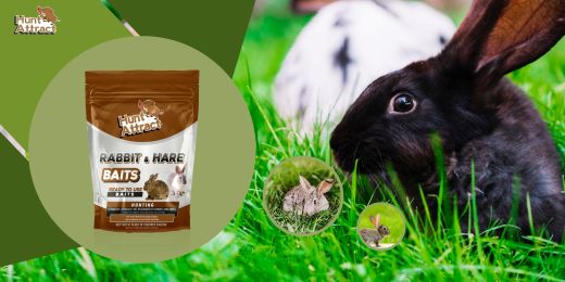 What are the advantages of using a rabbit attractant?