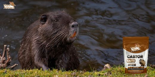 How to attract coypu?