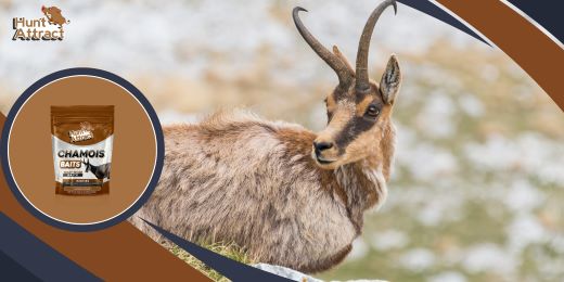 What is the most effective method for applying chamois attractant?