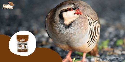 How to use partridge attractant effectively?