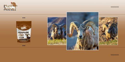 What are the advantages of the mouflon attraction?